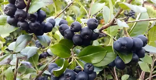 Safety and Side Effects of Aronia Extract Powder Supplementation